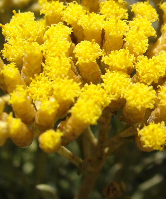 Essential Oil Spotlight - Helichrysum Italicum