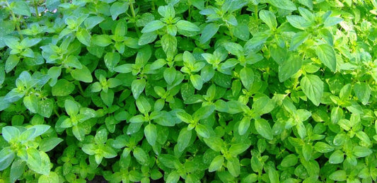 Essential Oil Spotlight - Oregano