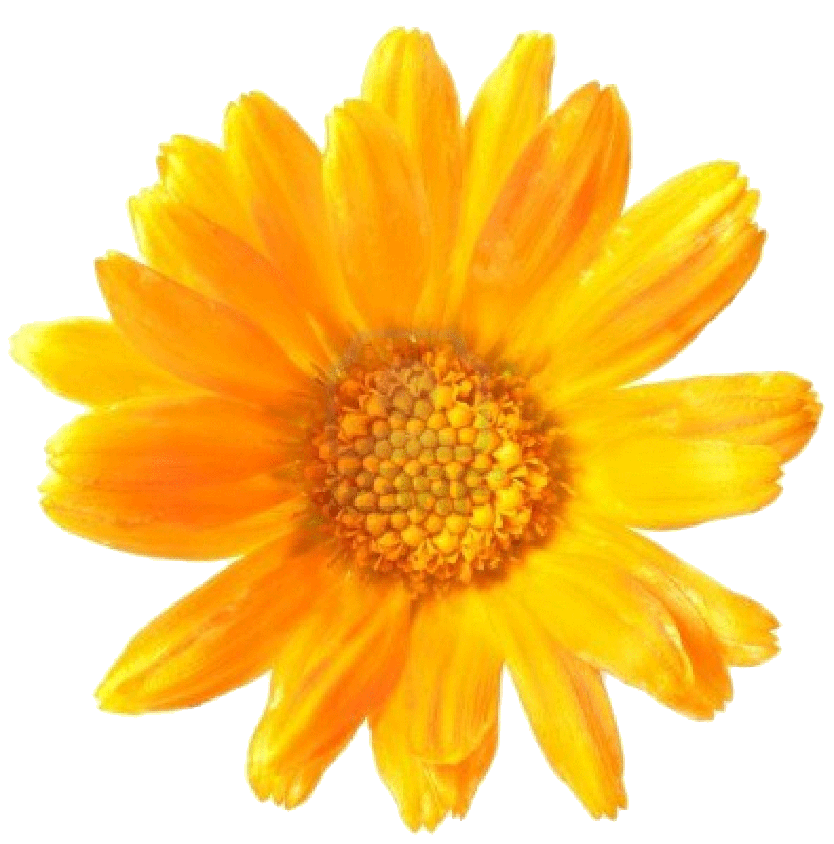 Calendula Oil - 100 Ml-Penny Lane Organics