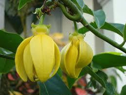 Ylang Ylang Essential Oil 30 ml-Penny Lane Organics