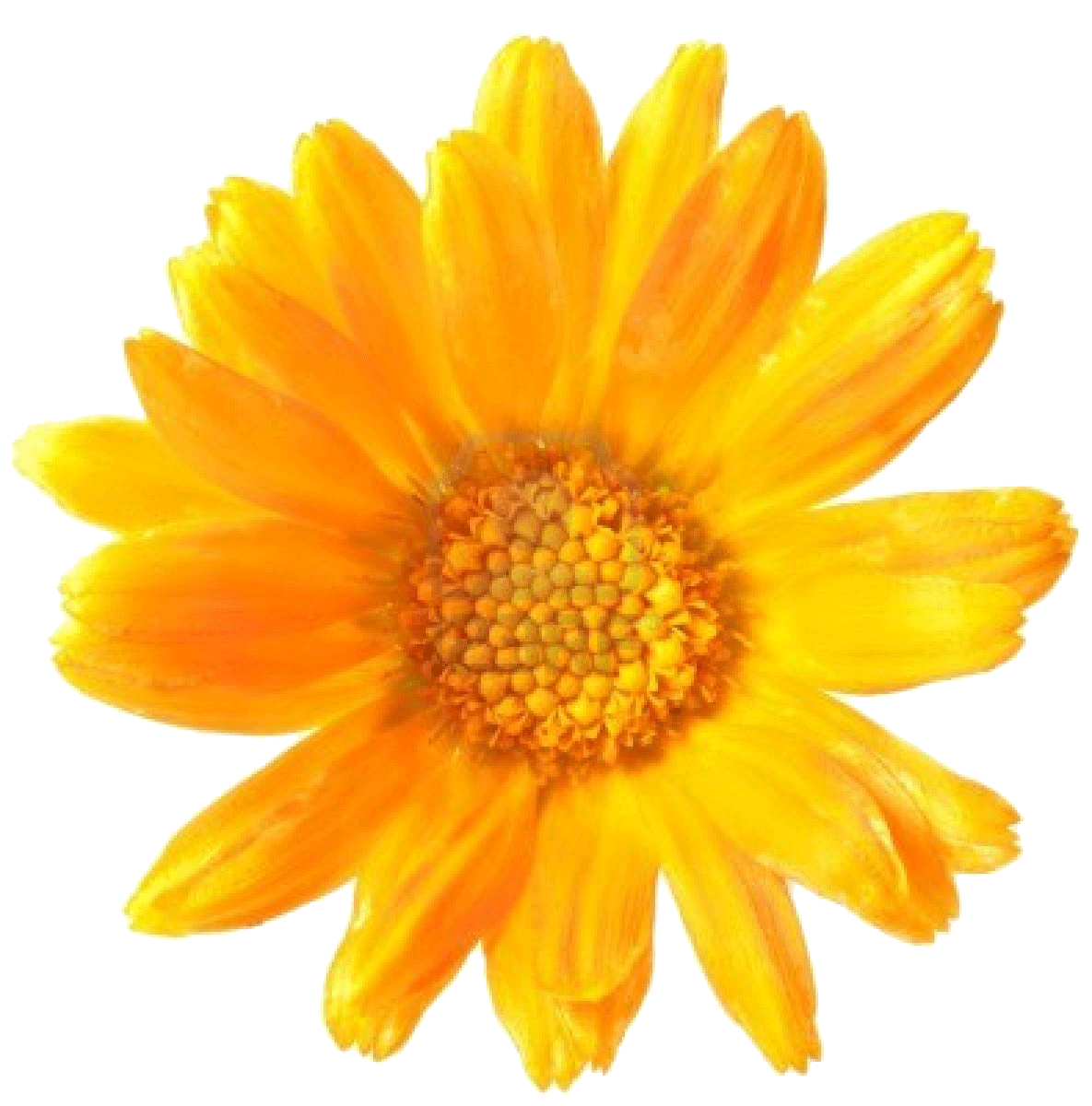 Calendula Oil 100ml-Penny Lane Organics